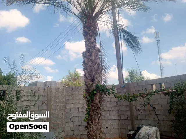 نخلة برنسيه درجة اولى طولها 3ميترو مطلعة 9 عرجين السنه هادي
