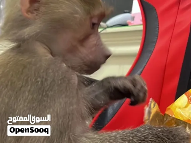 قرد؟؟،($$7هتا
