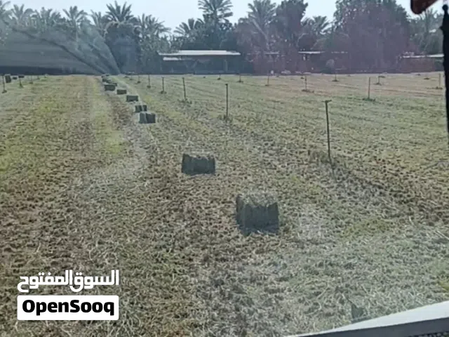 برايد حشيش الباطنه يتوفر توصيل جميع الولايات