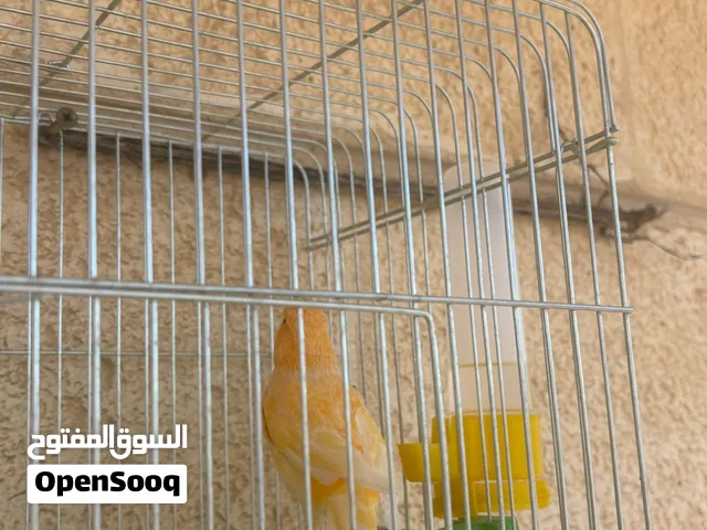 عصفور كنار فحل للبيع