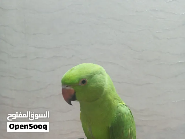 للبيع بغبغاء دره الطيف متكلم