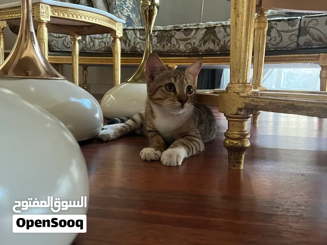 للتبني ذكر العمر 5 شهور  cat for adoption male