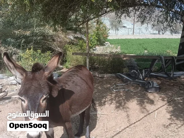 حمار مشاي واموره طيبه