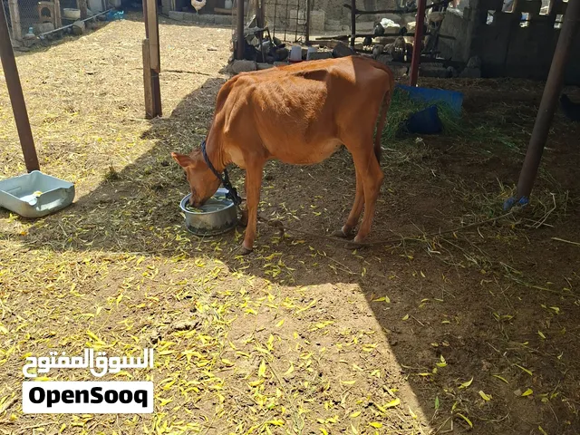 عجلة عمانية للبيع