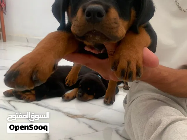 Rottweiler
