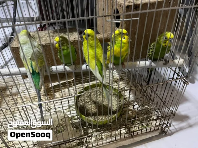 عصافير كناري فرادي 4 ذكور وانثى سعر الحبه من 3500