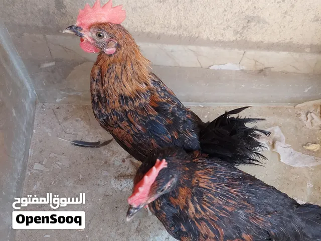 طيور عملاقة