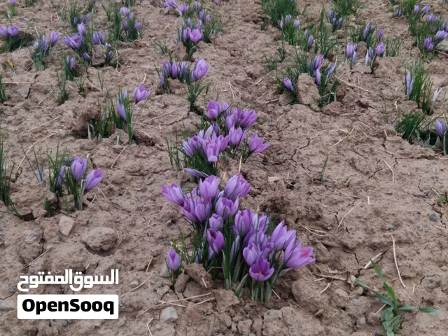 زعفران ایرانی