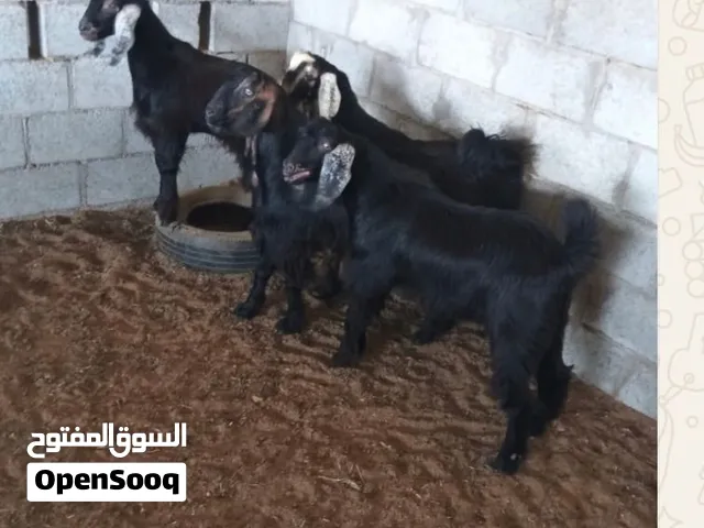 ماعز تيوس ذبايح
