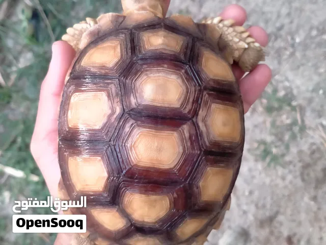 سلاحف سولكاتا + حلزونات