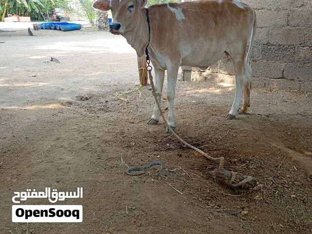 للبيع عجله عمرها تقريبا سنه امها هنديه وابوها باكستاني