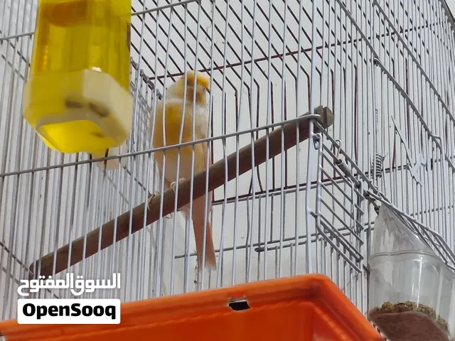 كناري من نوع موزاييك طير كلش جاهز