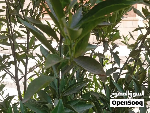 انابيب للبيع