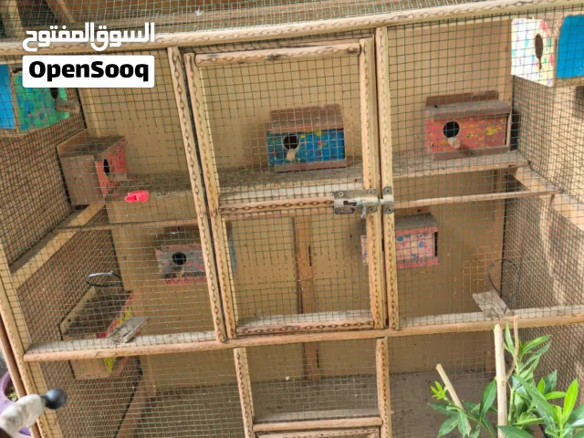 قفص طيور نضيف