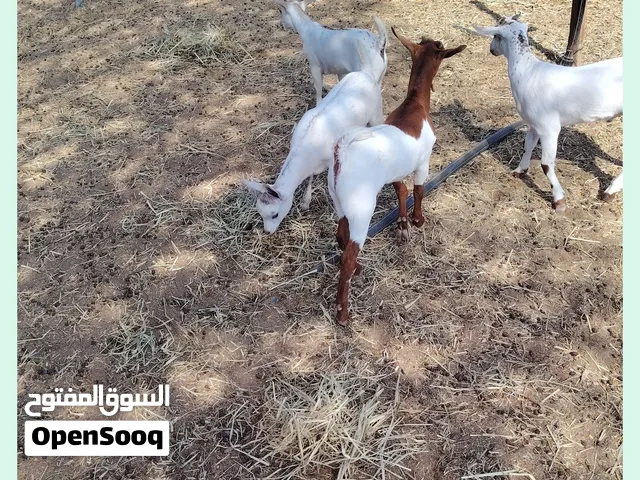 جدايه للبيع