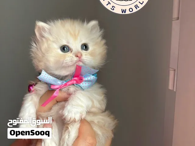 شيرازي مون فيس بيور