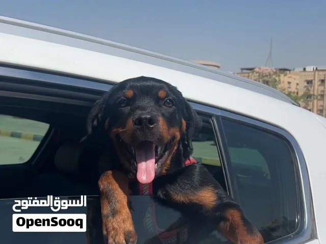 سموكي مش اي روت وايلر شخصية،جمال و هيبه وبيحب اللعب جدا