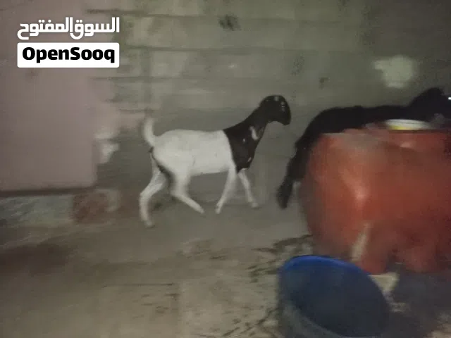 صخله افغاني صلمه ماخذه الفحل ثاني بطن خشنه