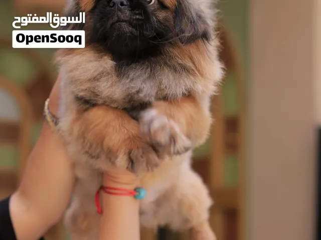 بيكينيز بسعر مميز