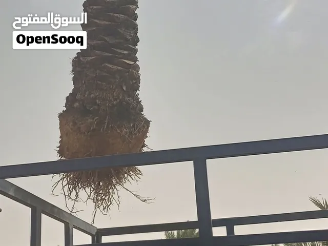 موجود نخل للبيع اخلاص حلوة الجوف مكتومي