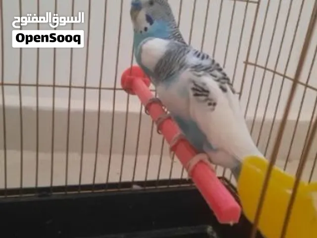 جوز عصافير حب منتج معهم فرخين اقرأ الوصف