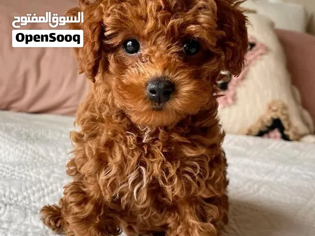 اندر جراء توي بودل كوري على مستوى الاردن بجميع الأوراق والاثباتات وجواز السفر