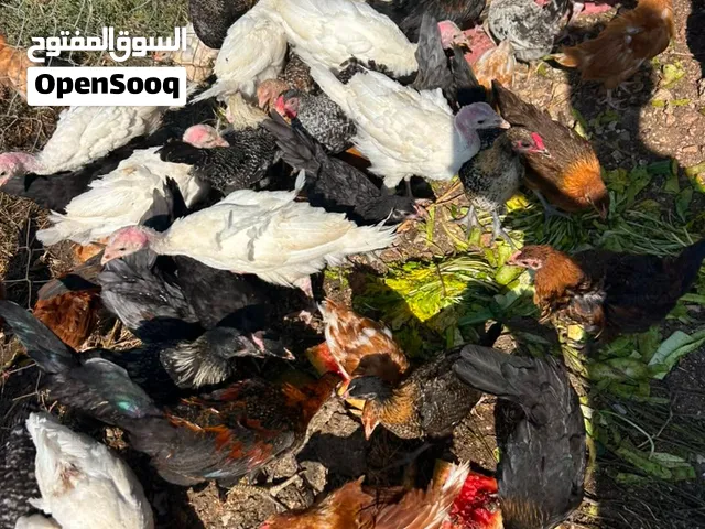 فرخات جاج بلدي فرخات حبش بلدي عمر شهرين ونص