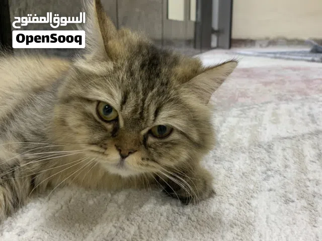 Cat  Siberian