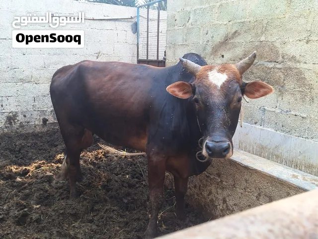 ثور عماني اصل