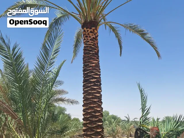 نخلة تمر فاخرة بارتفاع 6 متر للبيع مع التوصيل والزراعة في الإمارات