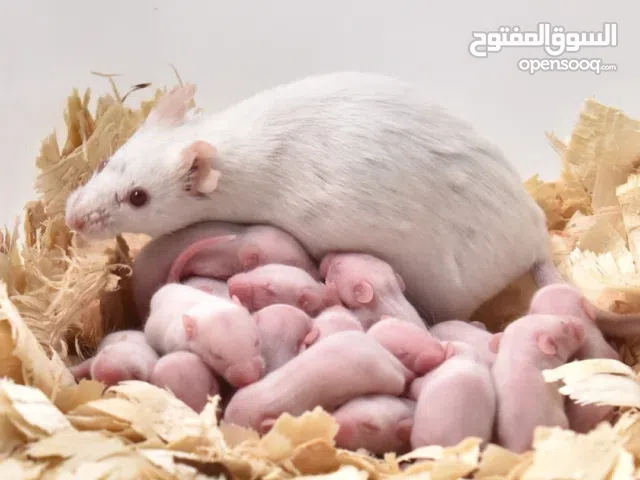 مايس تجارب وتاكيل زواخف كلمني واتي
