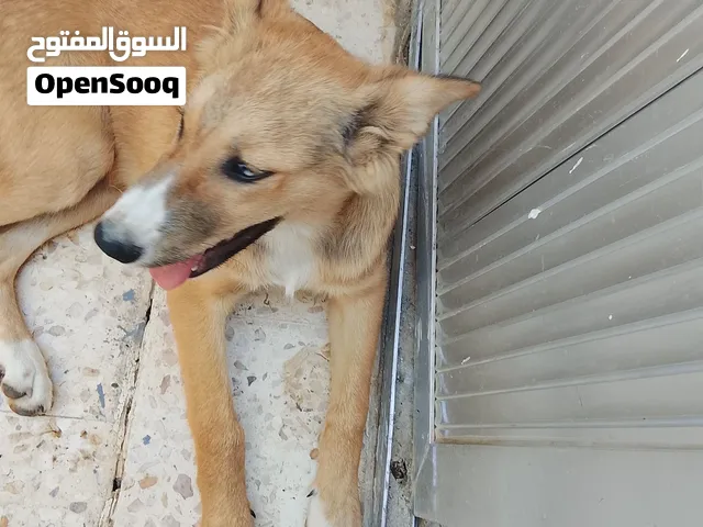 كلب ميكس هاسكيي