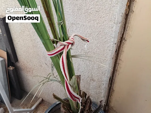 برحية  للبيع