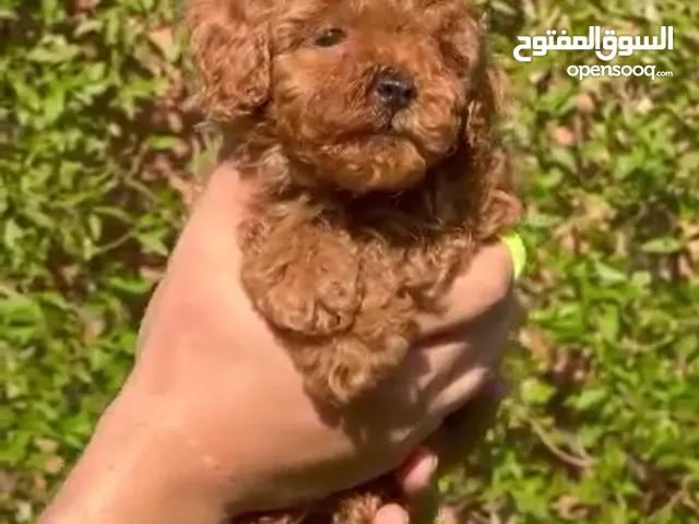جراوي توي بودل للبيع