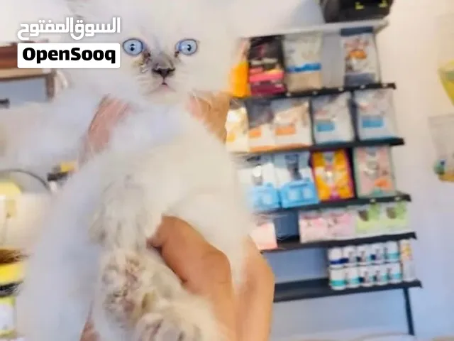 قط هملايا بيور ذكر عمر شهرين للبيع