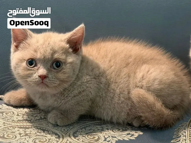 قطط سينامون وفاون وجاكليت