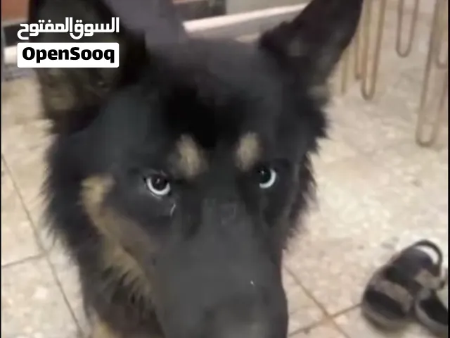 جيرمن شيبرد