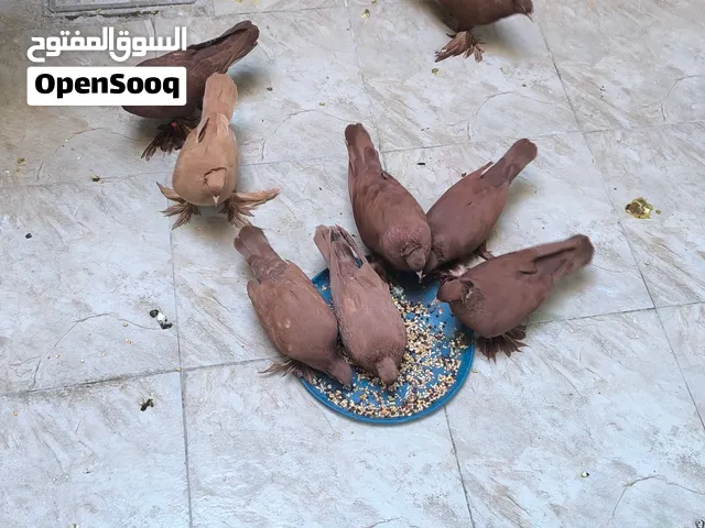 طير الراعبي النجفي الاصلي