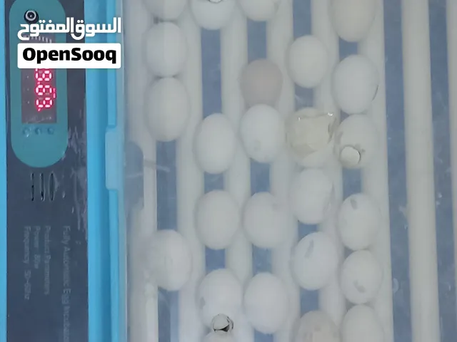 بسم الله ماشاء الله فقاسه 56 بيضه  دجاج