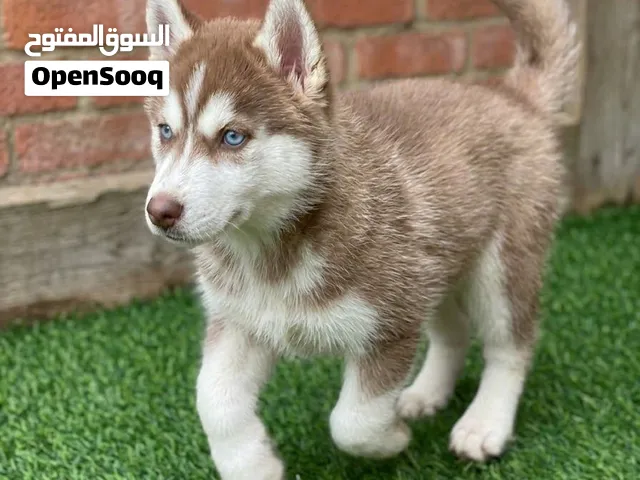 هاسكي عمره 90 يوم