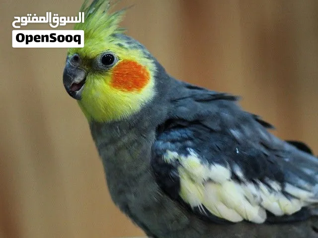 احتاج كروان للتبني او كنيور للتبني
