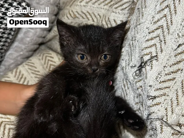4 Month black kitten