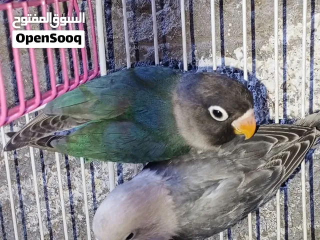 متاح غنادير