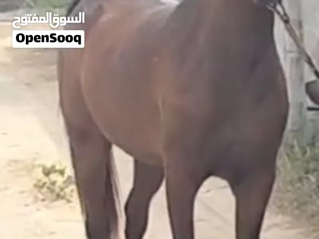 فرس عربية للبيع العمر 4سنوات