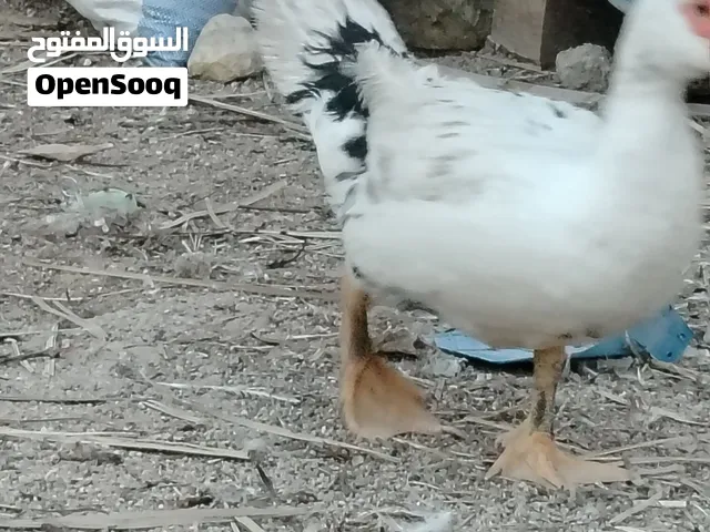 بش مصري عملاق 2اذكور ونثيه ناعم ابيع شلع السعر 50 قفل