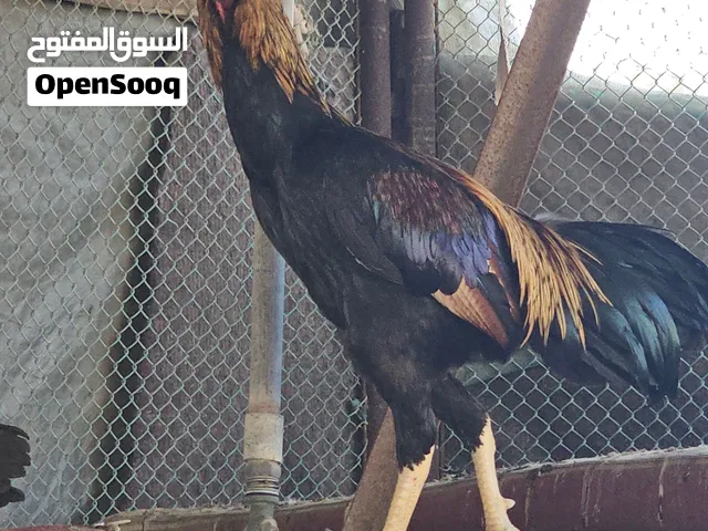 دجاج باكستاني النوع: دجاج باكستاني بيور العدد: 4 ذكور + 3 إناث المكان: العين – رماح
