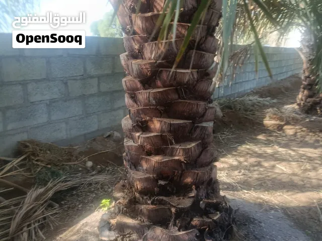 نخل من نوع خلاص للبيع العدد 6  مشروطات تقريبا البعض منهن 2 متر والبعض 1.5 متر. قيمة الوحدة 70 ريال