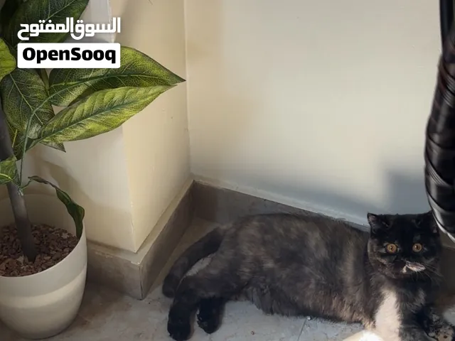 قطه تريد التزاوج اللي عنده قط ذكر فالبسيتين يتواصل معانا