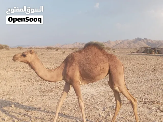 السعر 600 ريال
