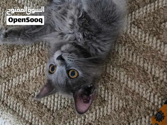 قط هميلايا وسكوتش